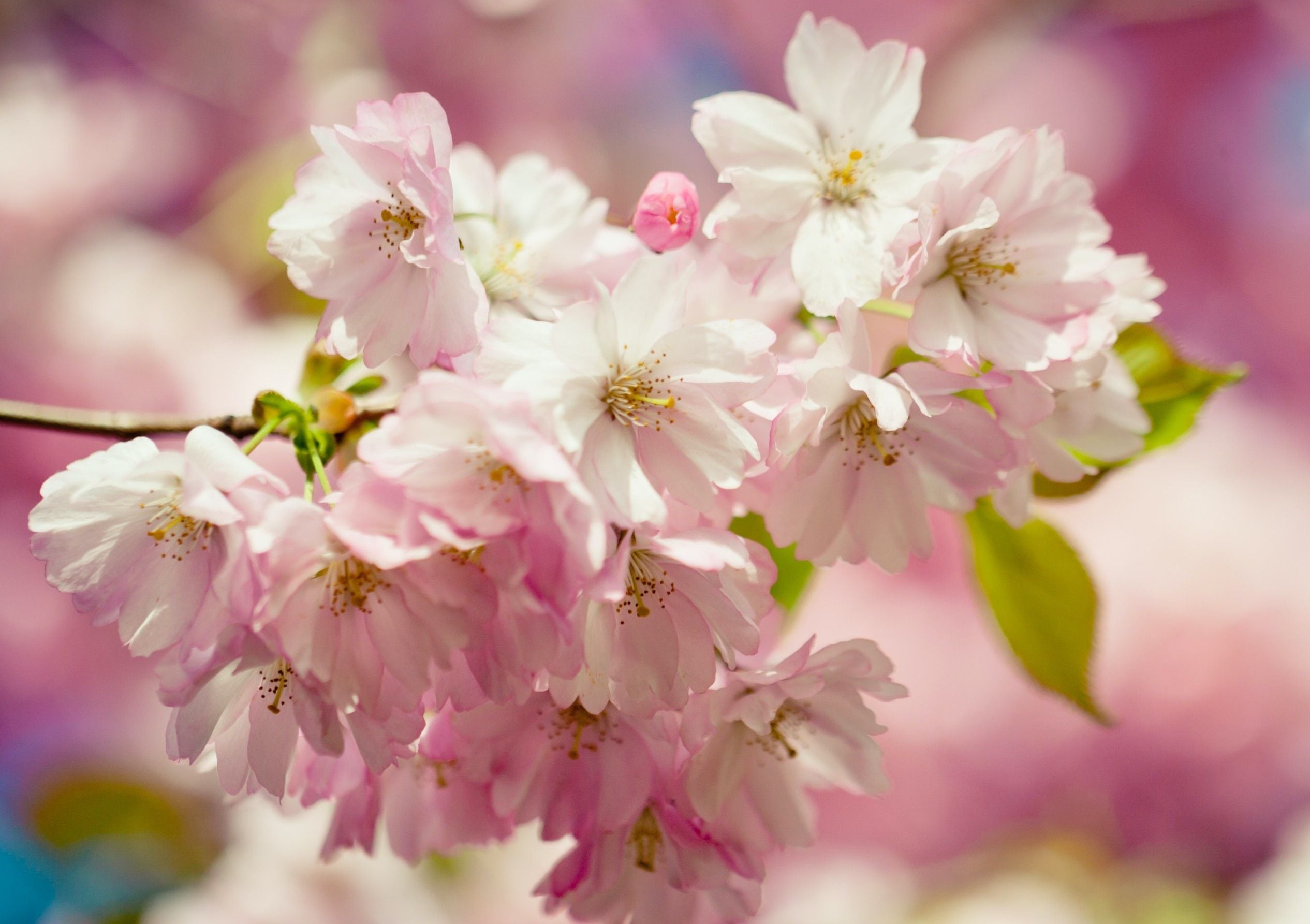 Spring Special Spring Special
